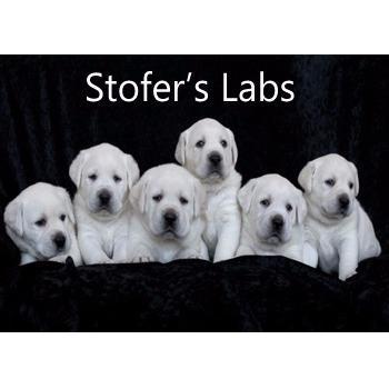 Stofer’s Labs