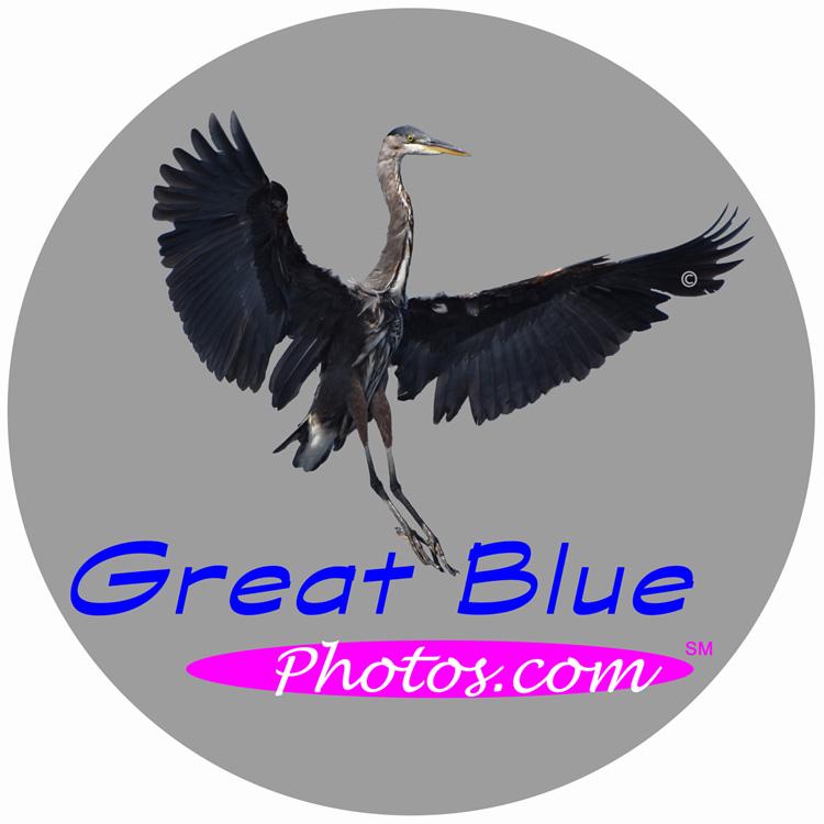 Great Blue Photos