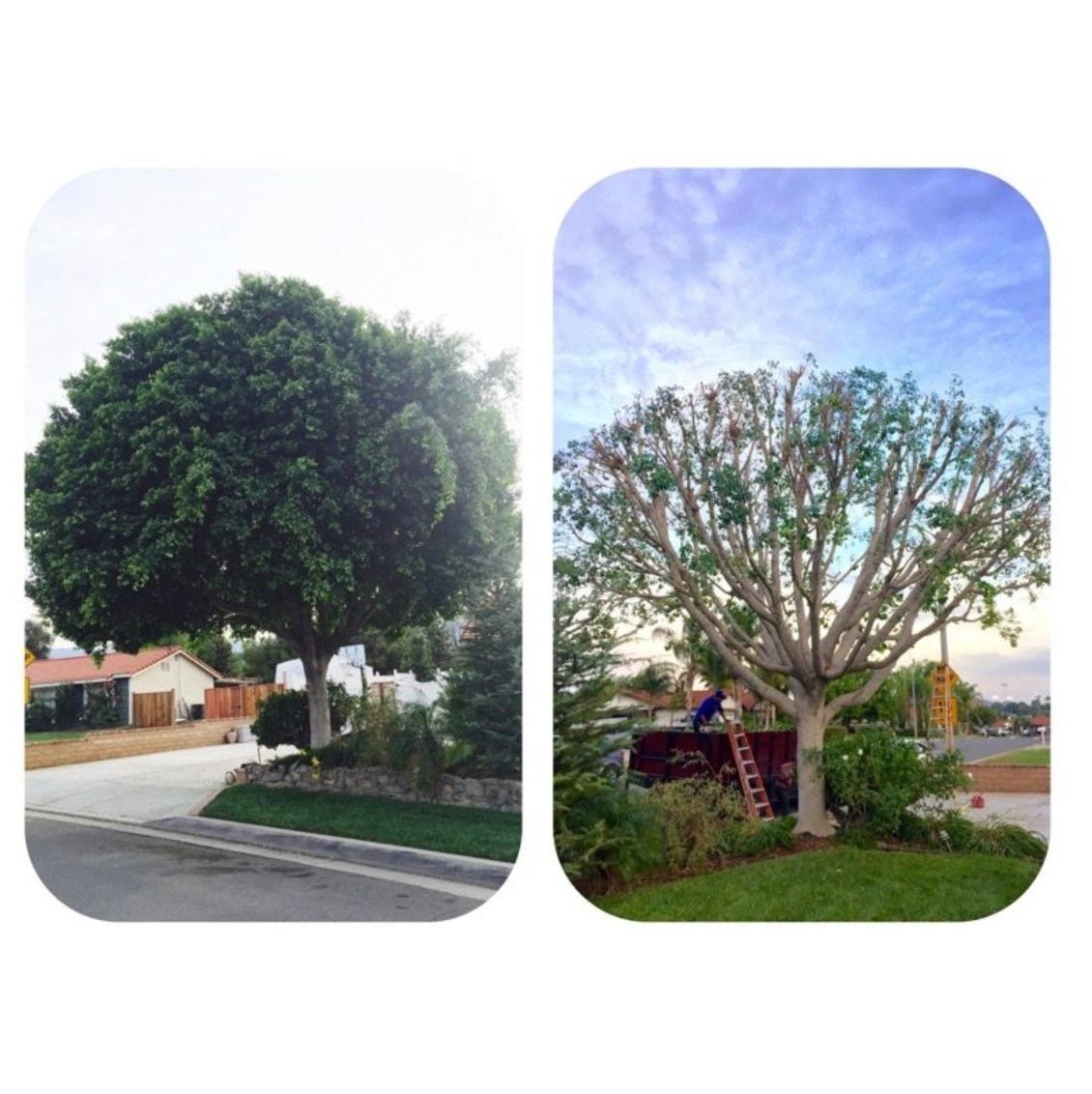 Ortega's Jr Tree Service