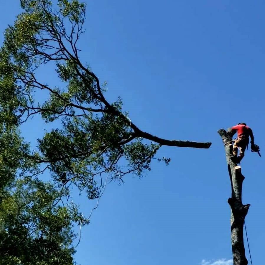 De Jesus Tree Service