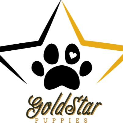 GoldStar Puppies