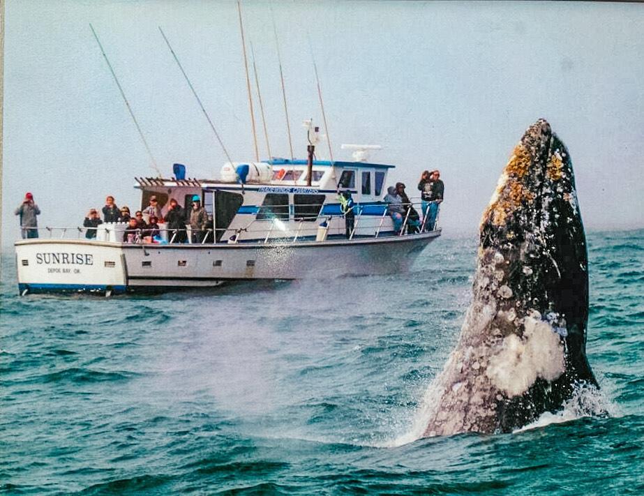 Tradewinds Charters - Whale Watching & Fishing – Oregon