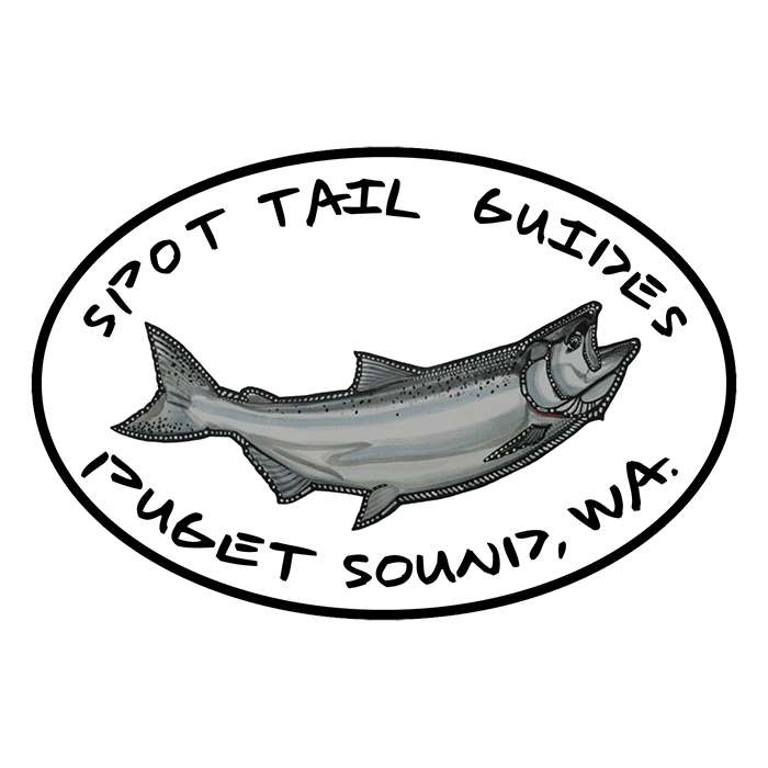 A Spot Tail Salmon Guide