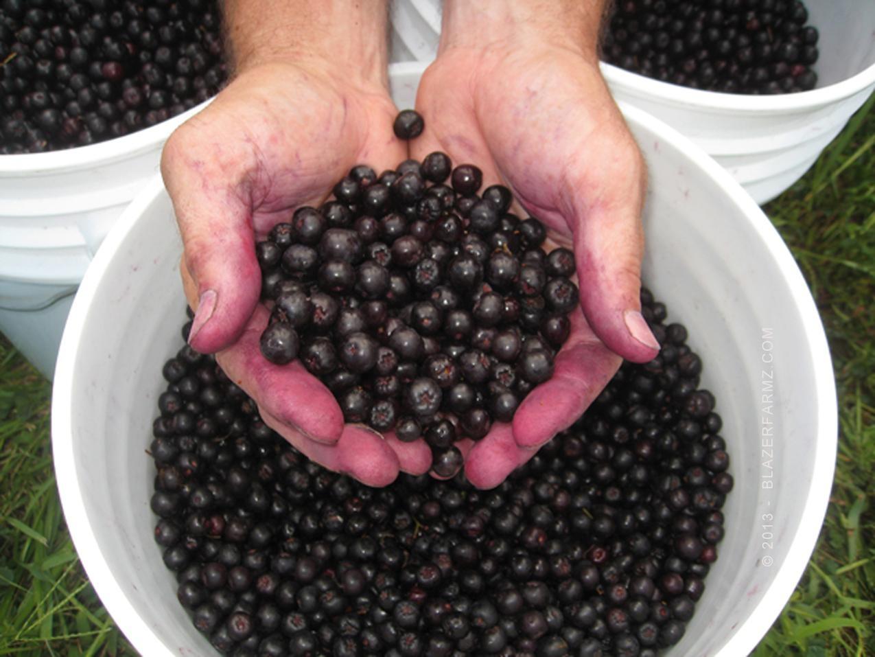 aronia berries st joseph kc mo farmer supplier