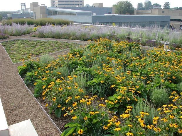 NKU Green Roof