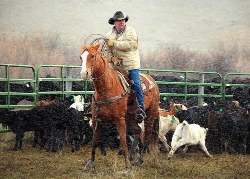 Cowboys working on a ranch near Havre, Montana.