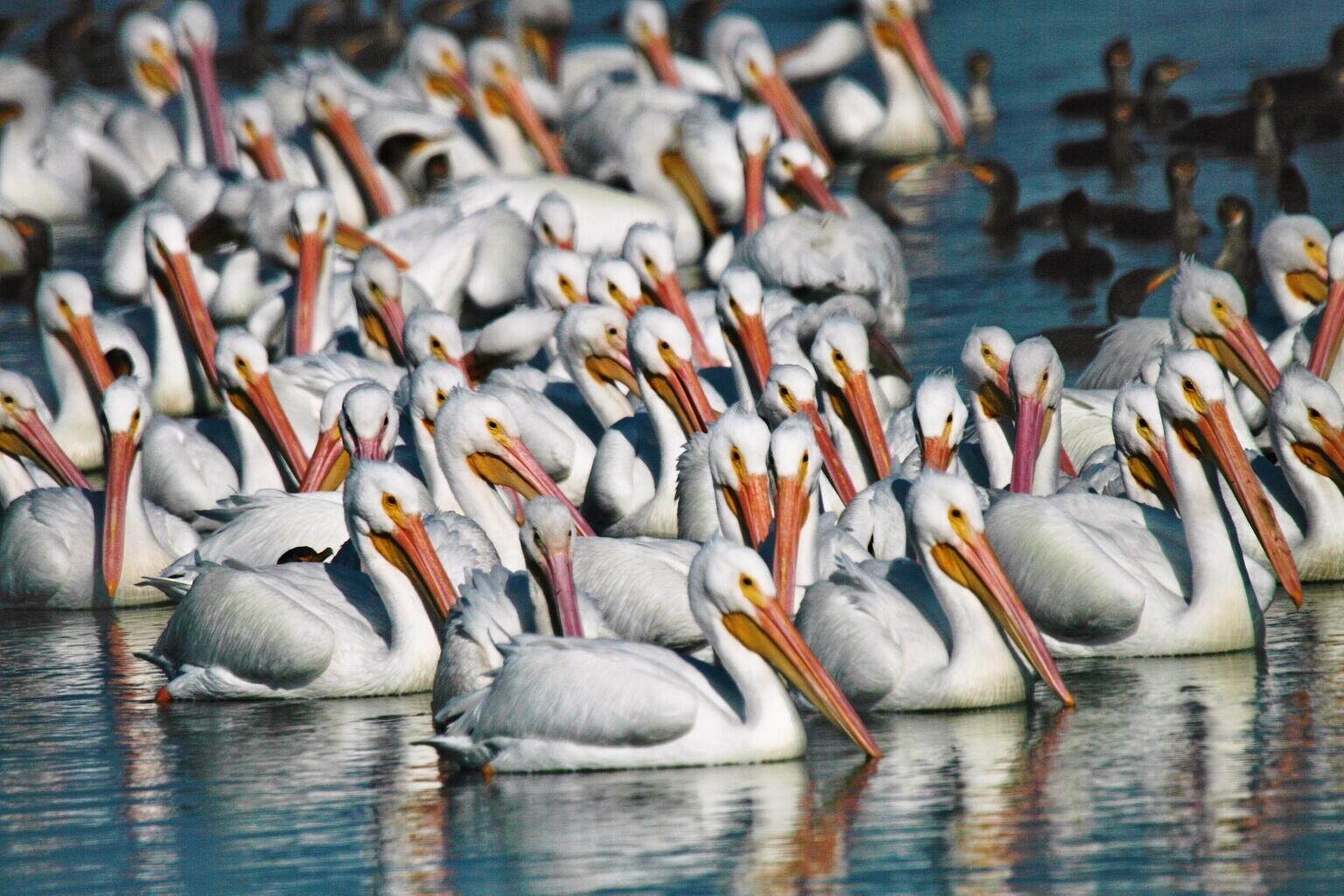 White Pelicans