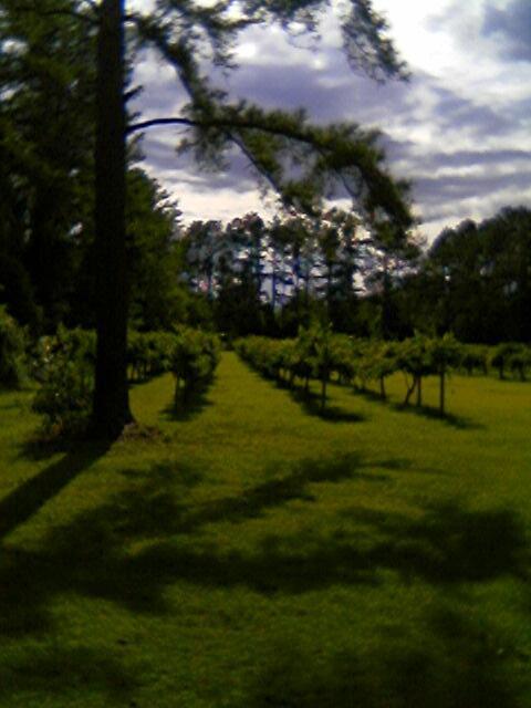 Auman Vineyards