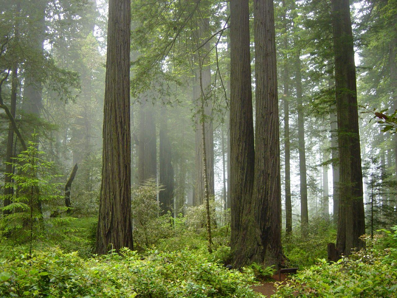 http://en.wikipedia.org/wiki/File:Redwood_National_Park,_fog_in_the_forest.jpg