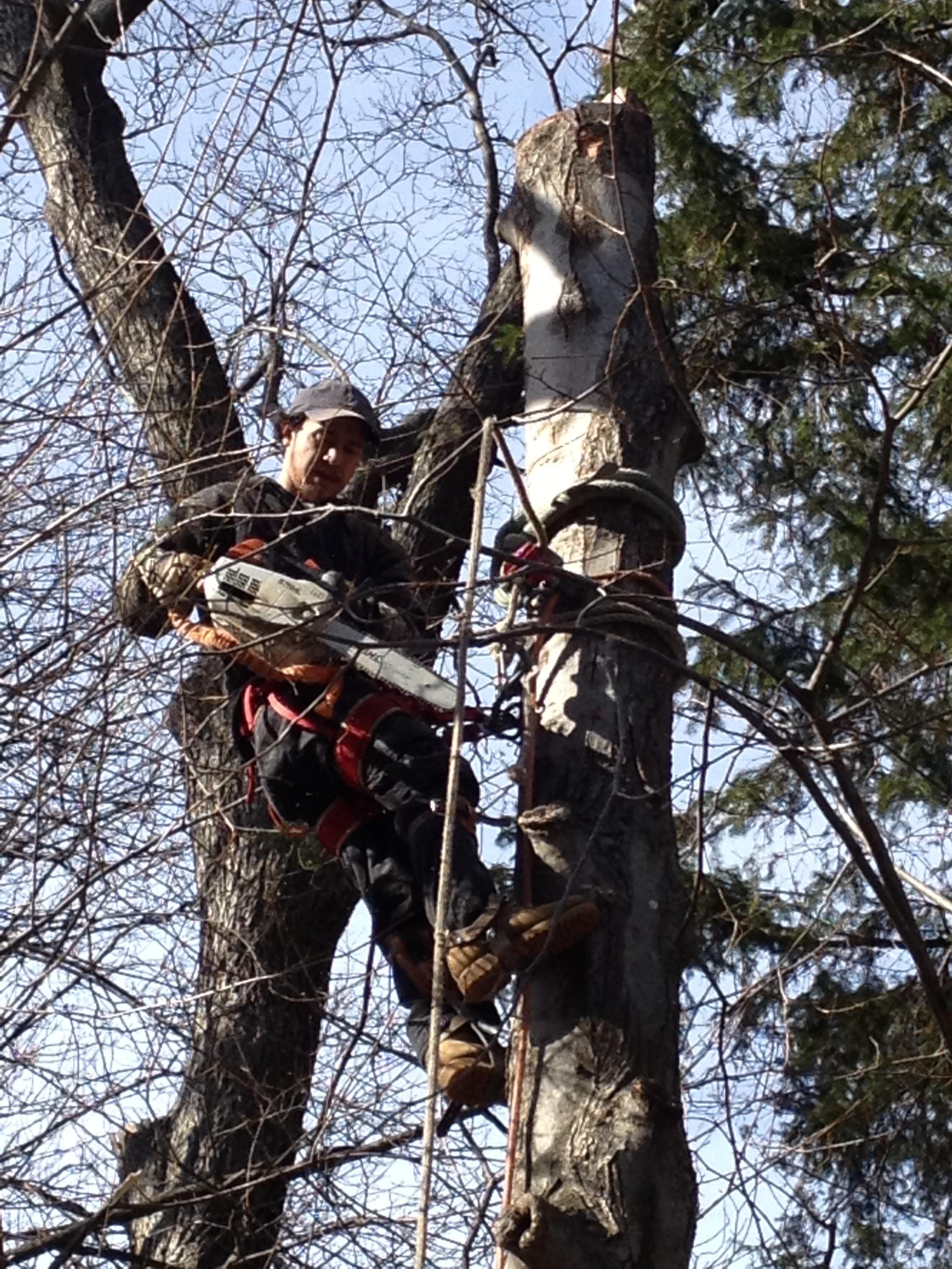 Henry Landscape and Tree Service