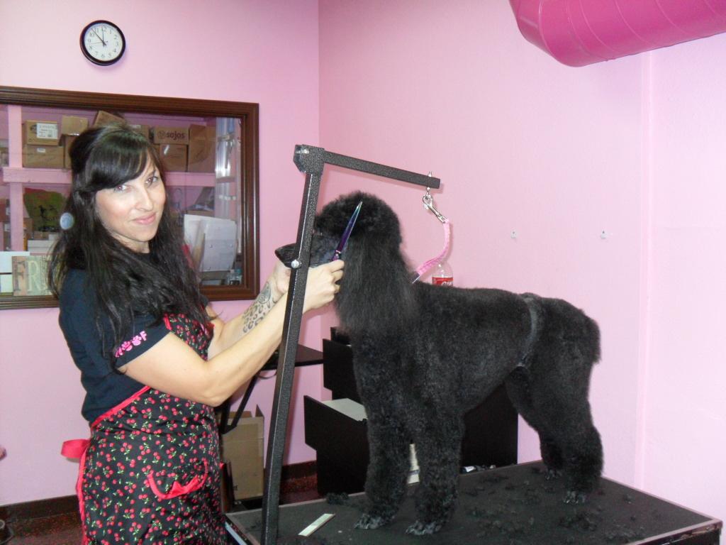 Laura Leigh - Grooming Standard Poodle