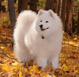 Kabeara Samoyeds