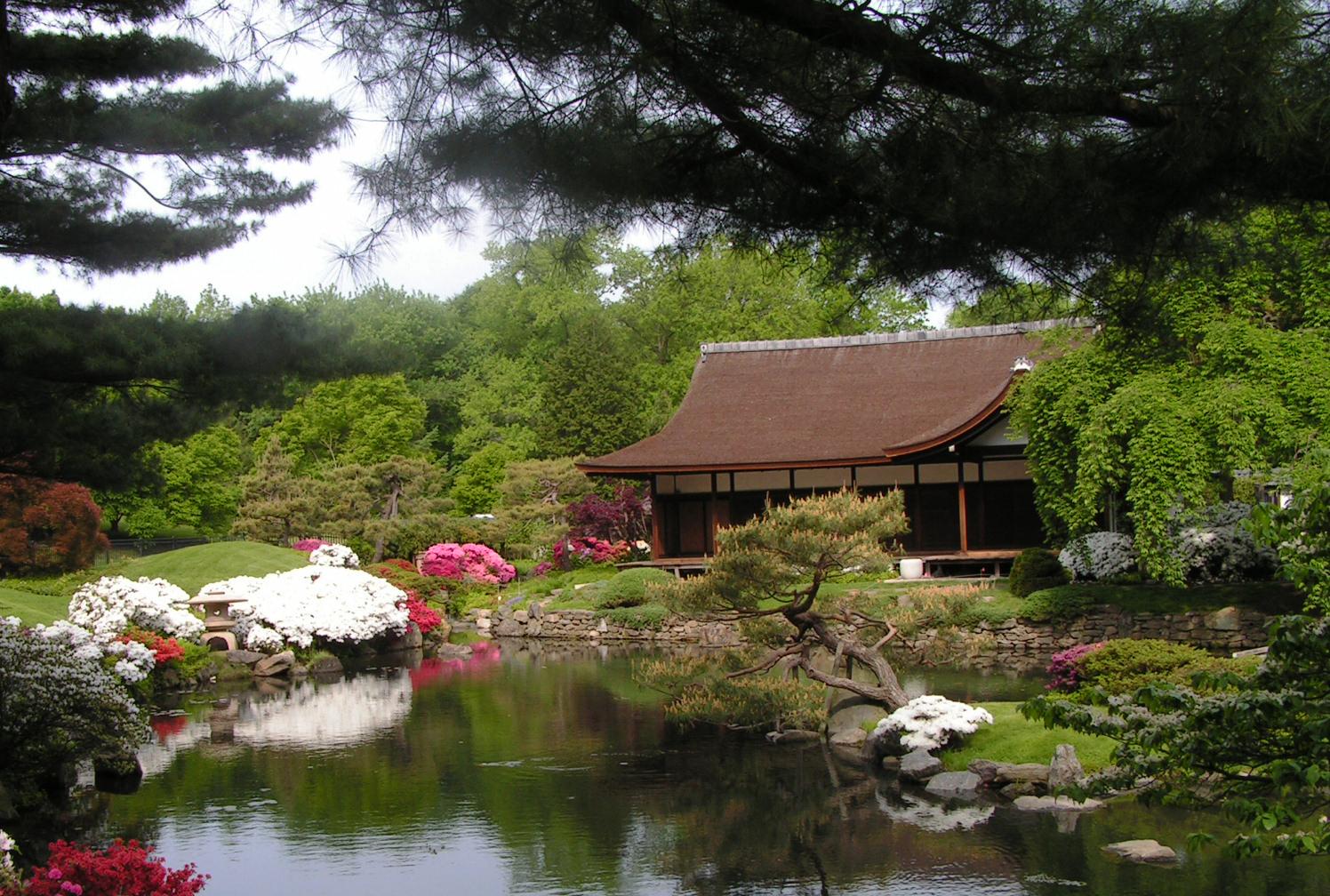 Cherry blossoms over the pond.