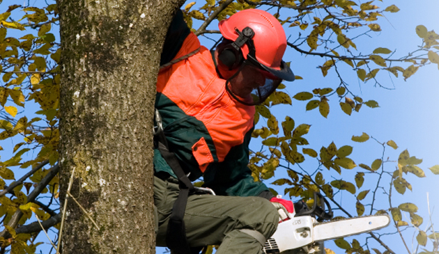 tree pruning