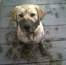 Do you own a pet? Muddy feet can cause a big mess! For carpet cleaning services, call the professionals at Green Carpet Cleaning Service!