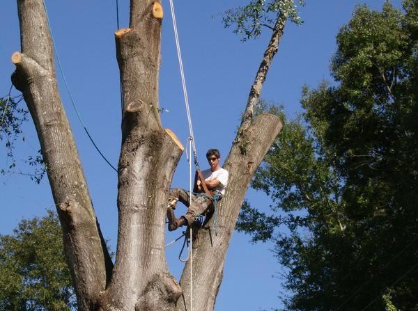 Best Tree Landscaping Service Gainesville Fl