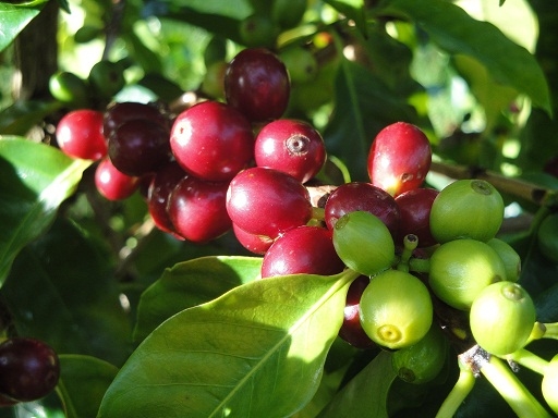 Big Island Coffee Farm