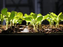 seedling tray example