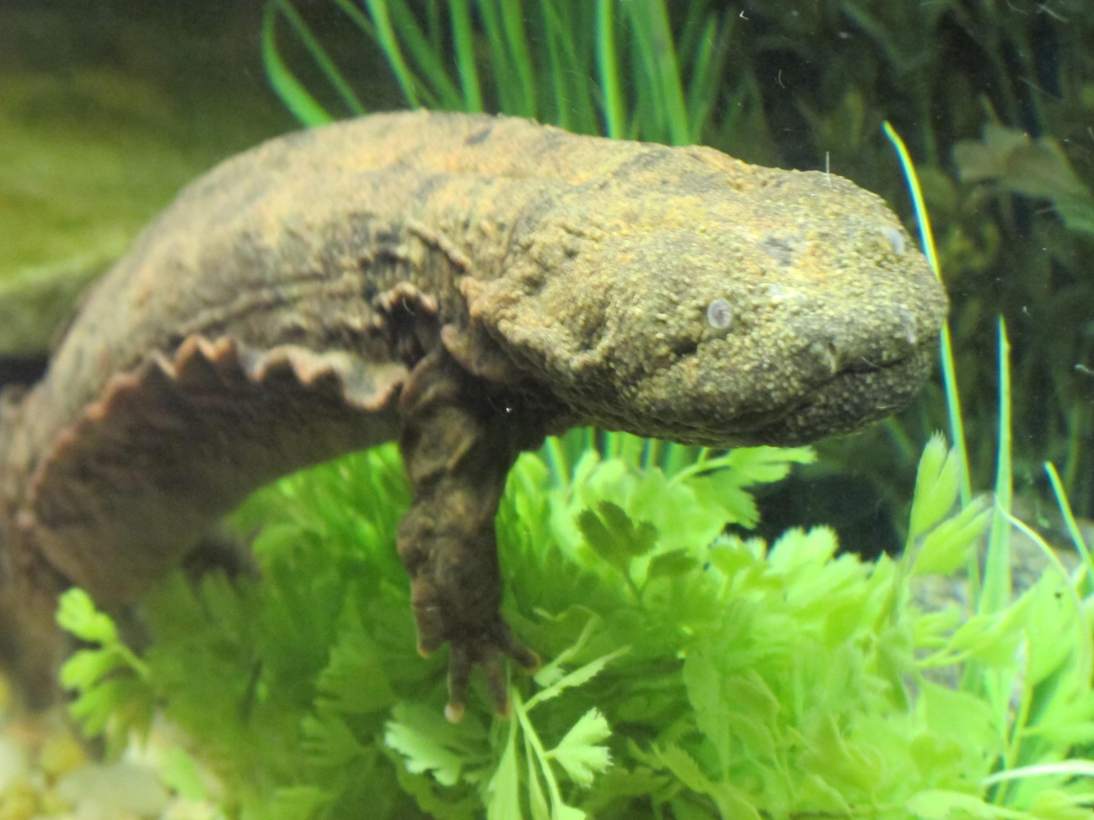 An Eastern Hellbender at the WNC Nature Center's Appalachian Station.