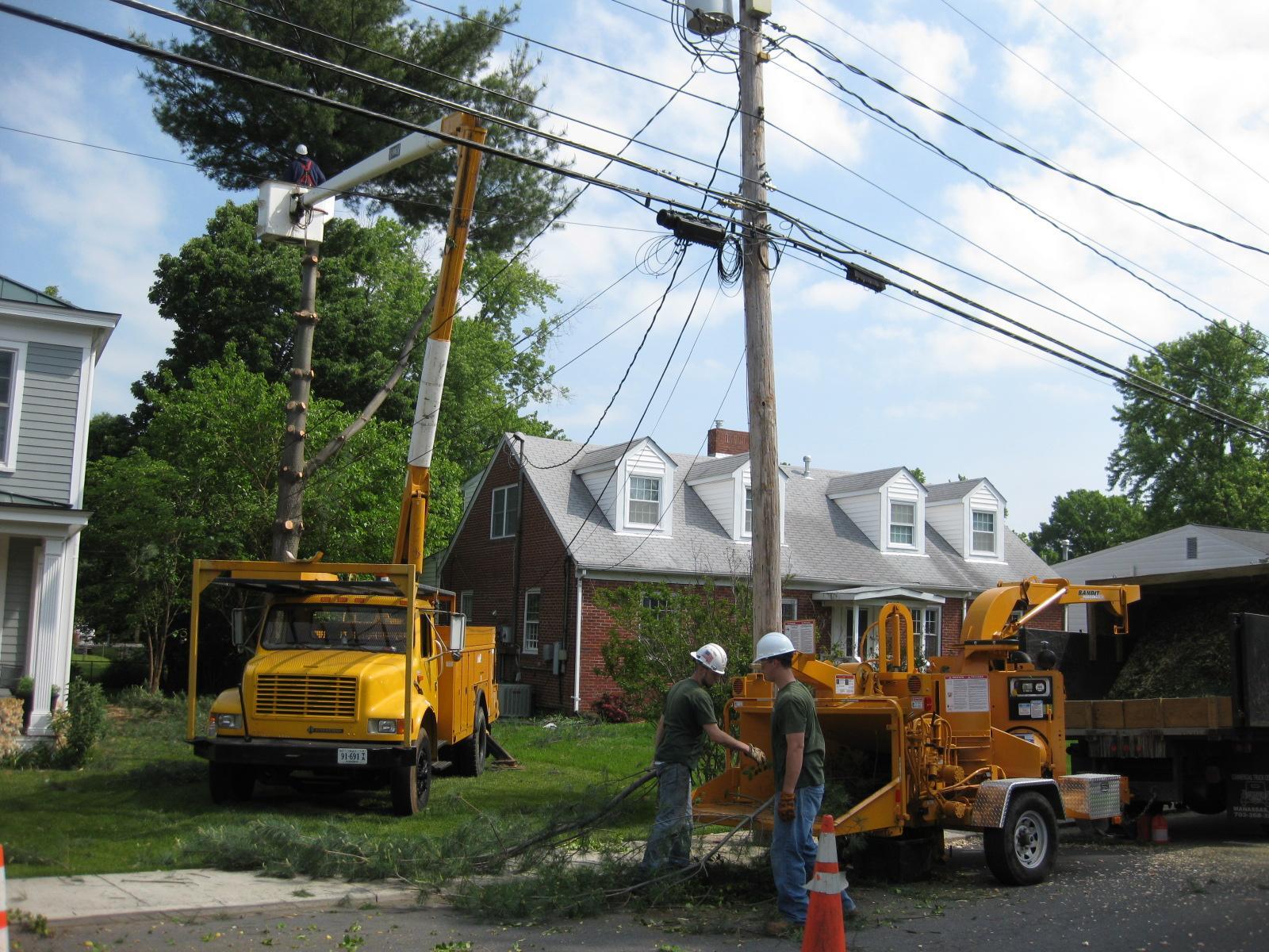 Tree Removal Service