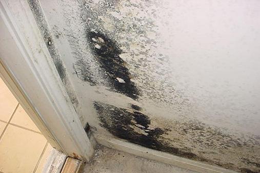 Black mold is toxigenic, and therefore hazardous to your health. Discover if the mold in your home is considered toxic with a mold inspection.