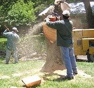 Tree Removal