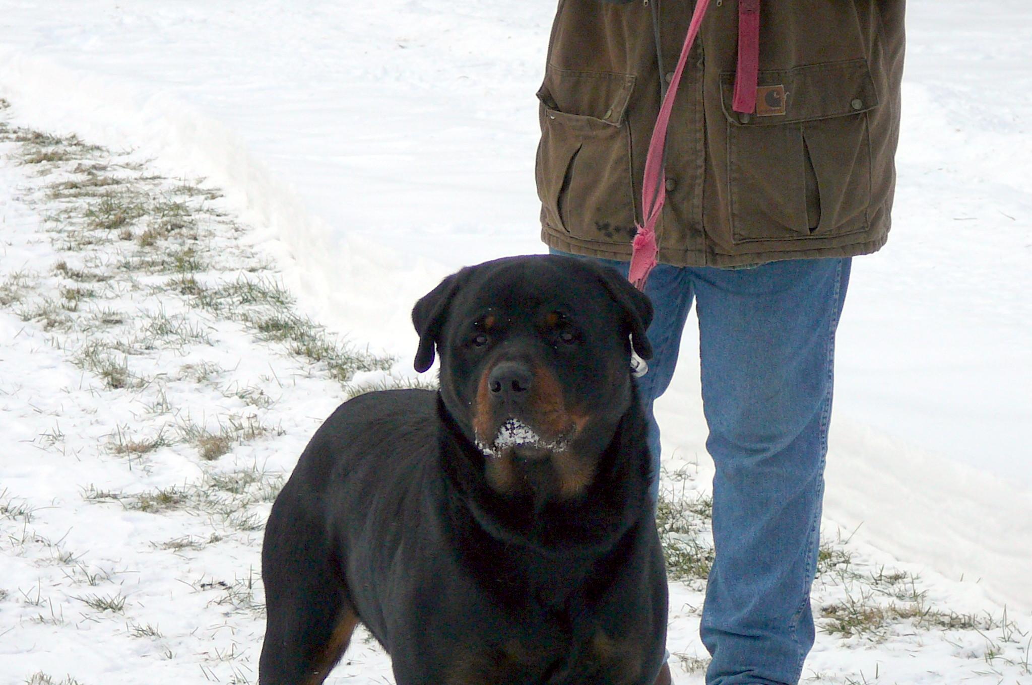 DP ROTTWEILERS