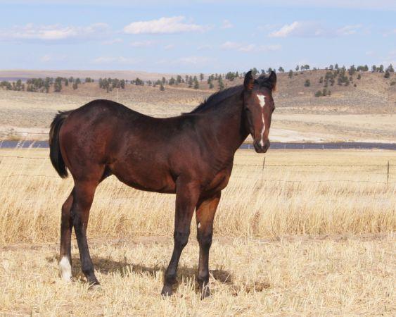 Wantmore Land and Cattle