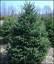 White Spruce