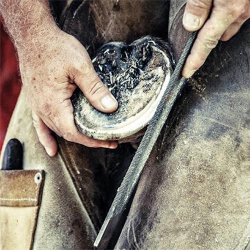 Horseshoeing on a farm in Georgia