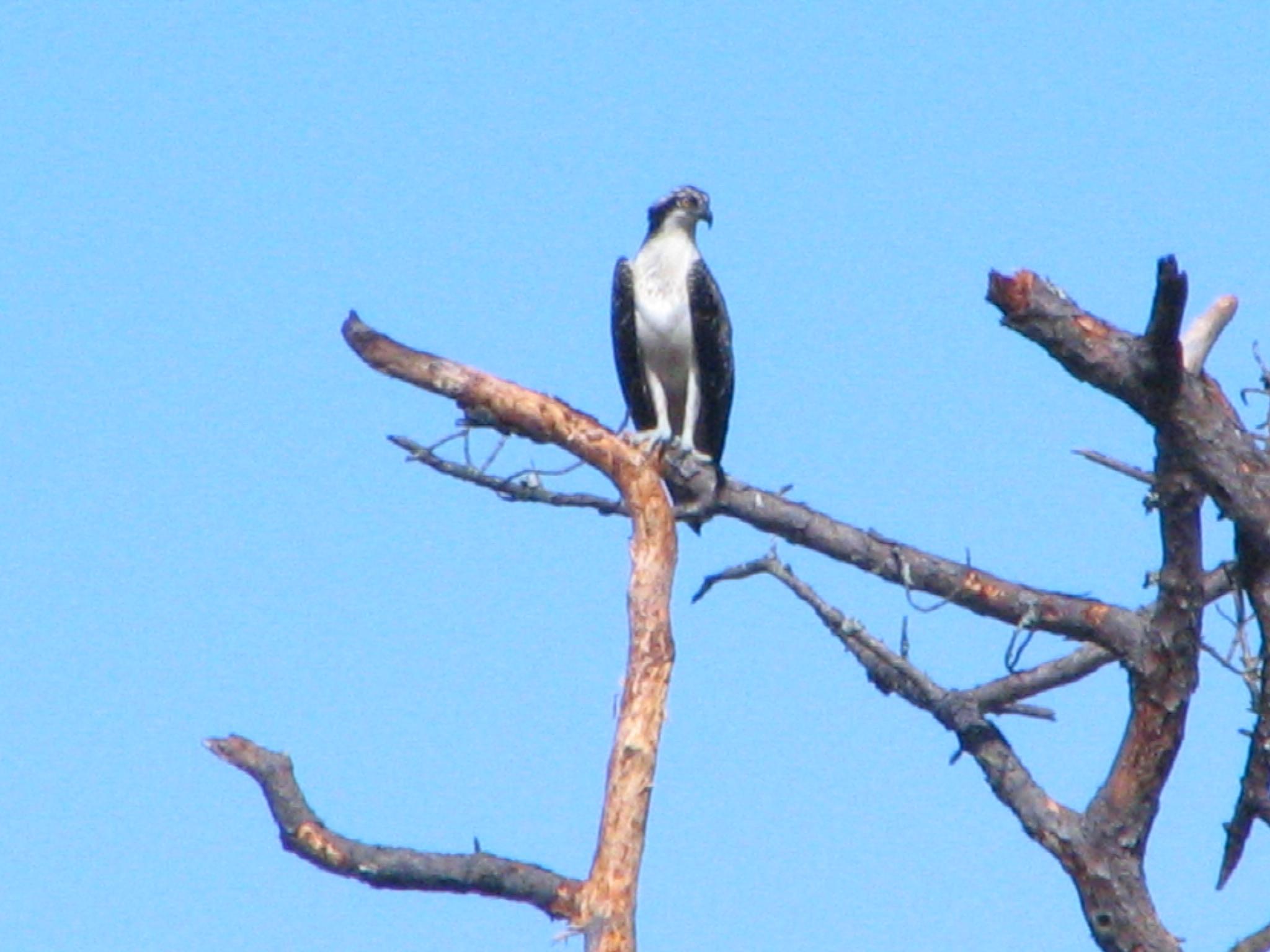 Osprey at The Inn