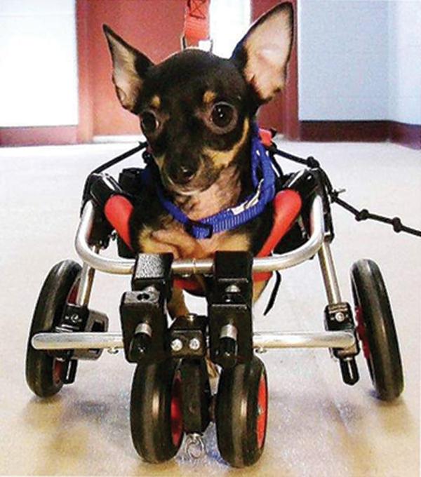 Chihuahua "Ruby Roo" in Forelimb Wheelchair