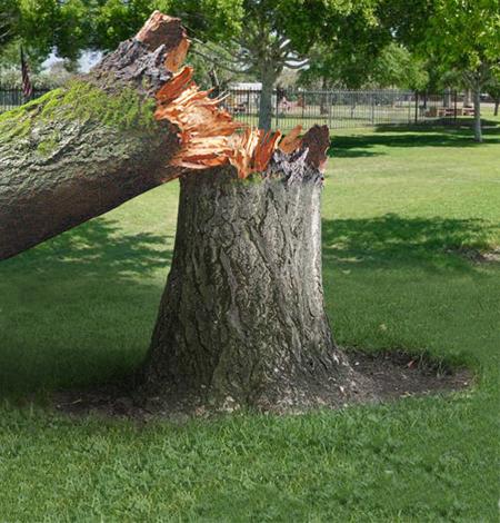 Tree Removal