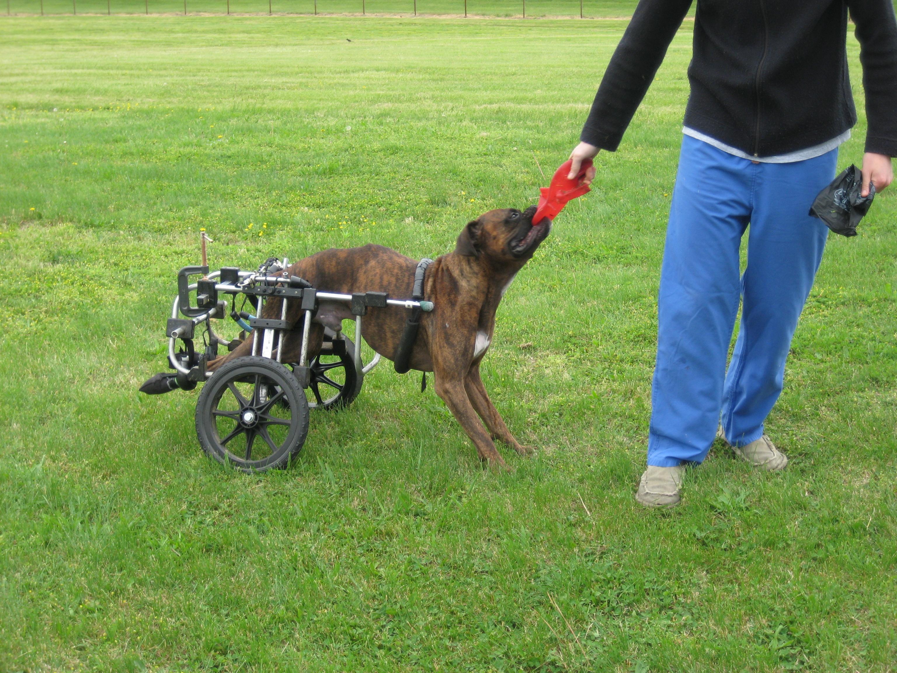 Rigby Boxer in K-9 Cart Dog Wheelchair