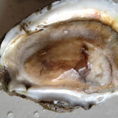 oyster