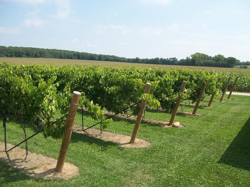 Wisconsin Vineyard tours