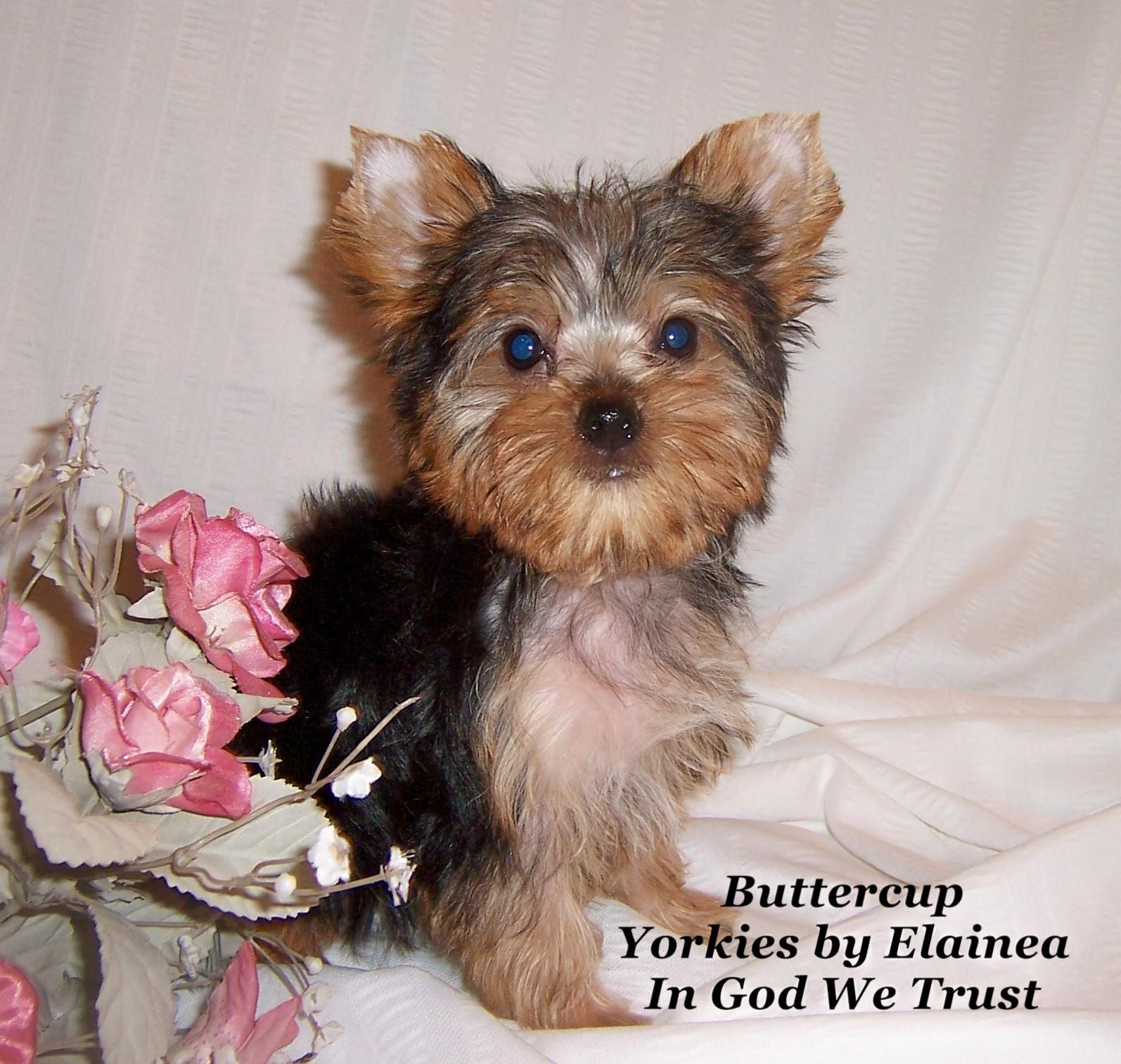 Yorkies by Elainea 479-577-2650