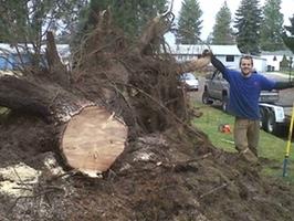 A1 Stump Removal