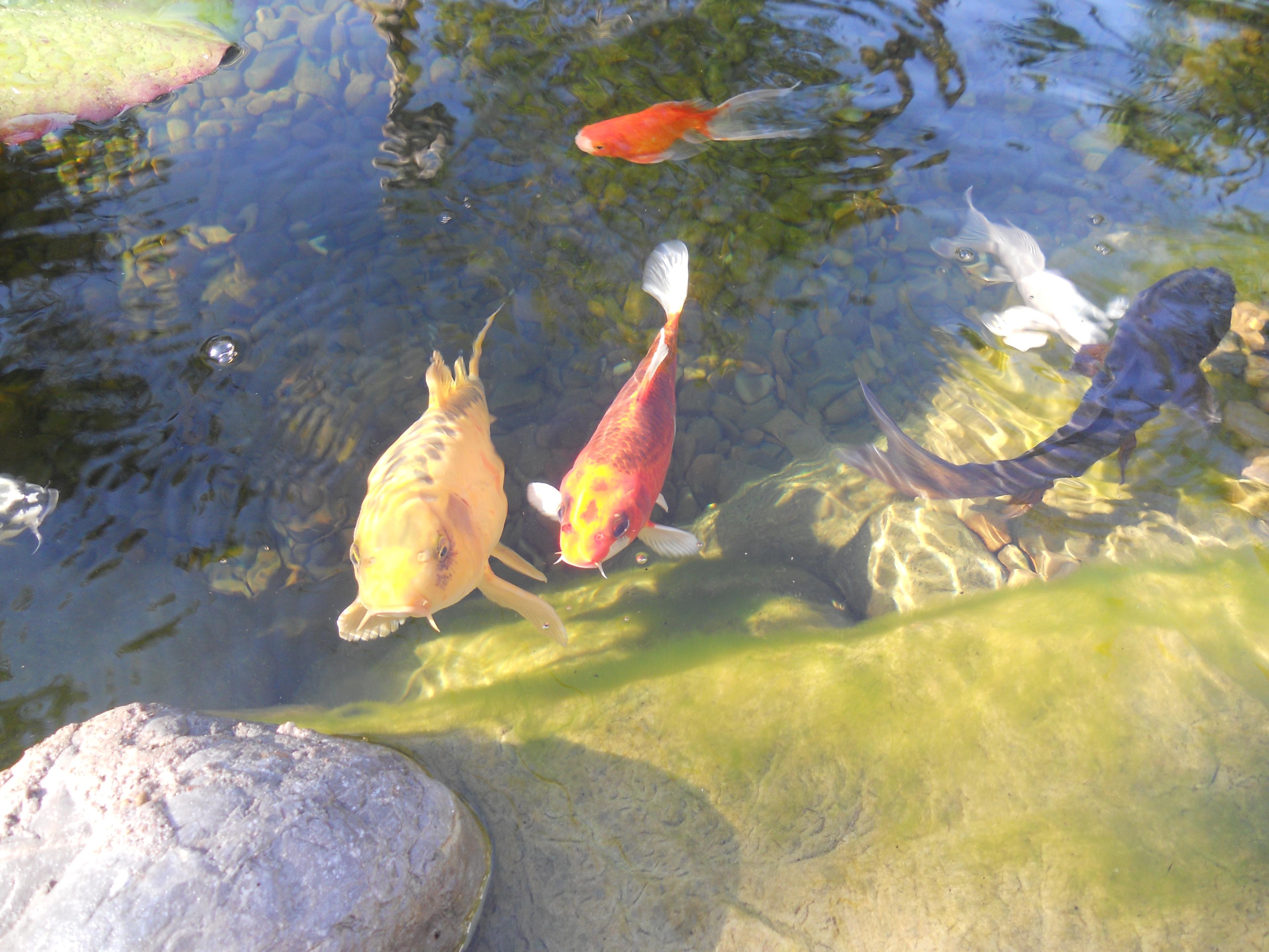 koi & aquatic plants