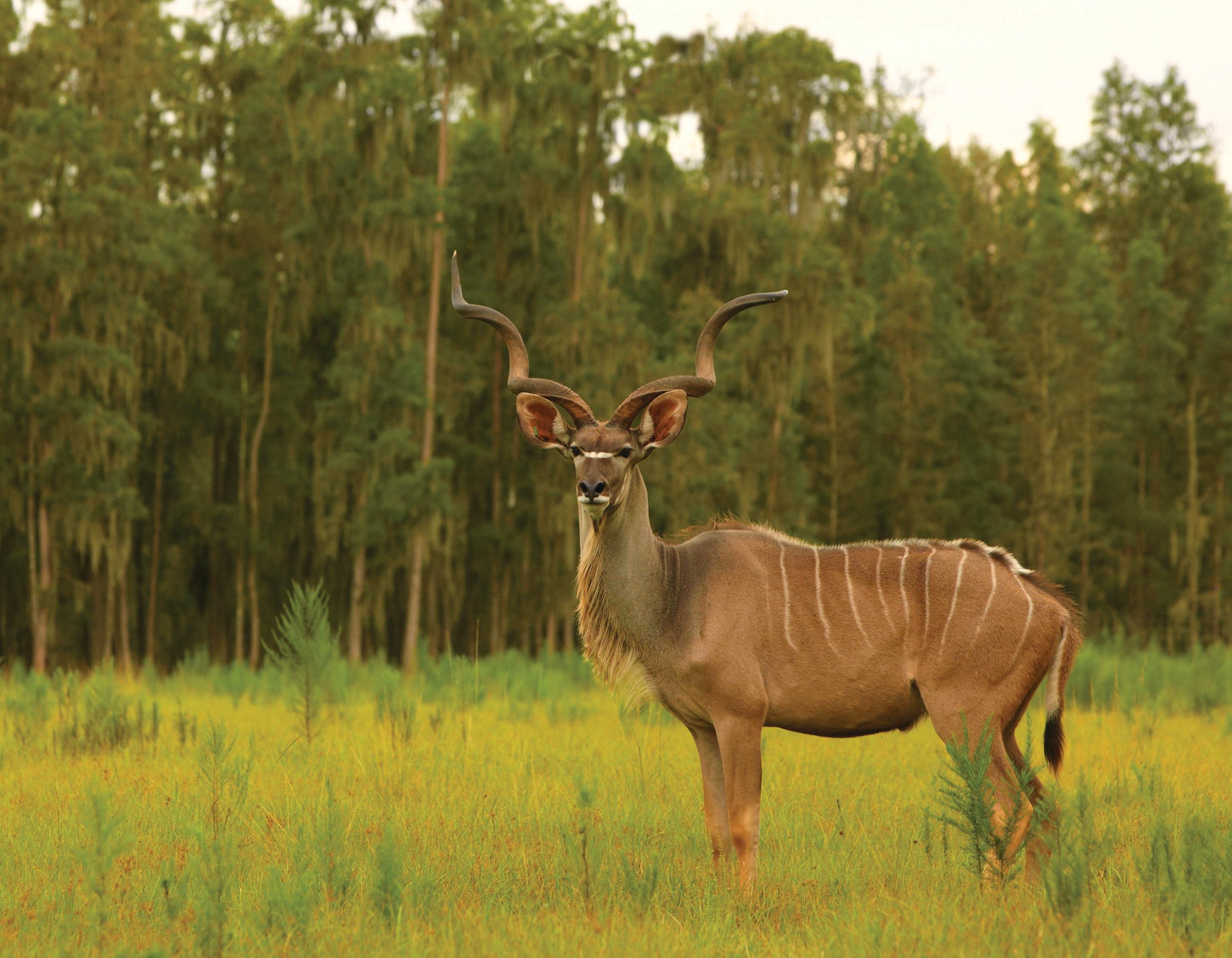 Greater Kudu