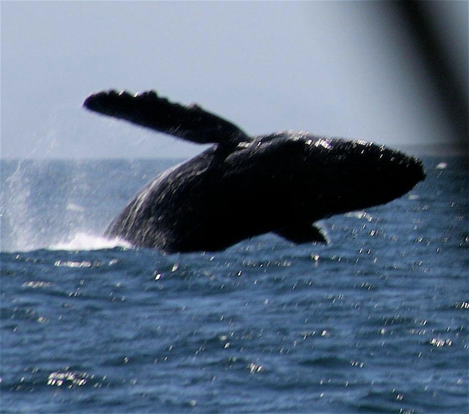 Breaching humpback whale