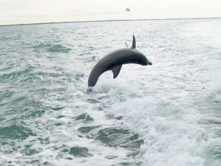 Dolphin Cruises! In the Morning, Afternoon, and at Sunset!