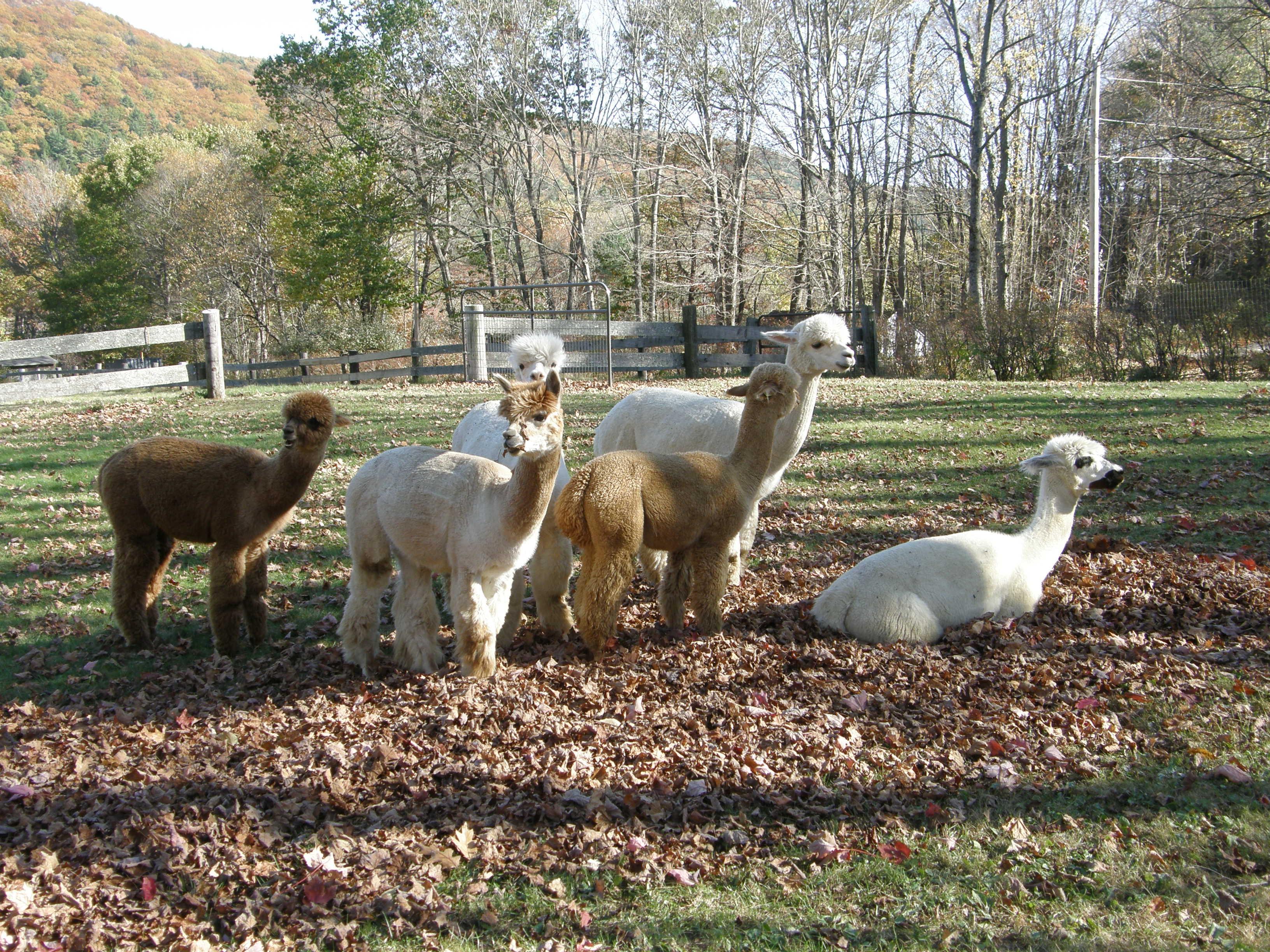 Crescendo Acres Farm