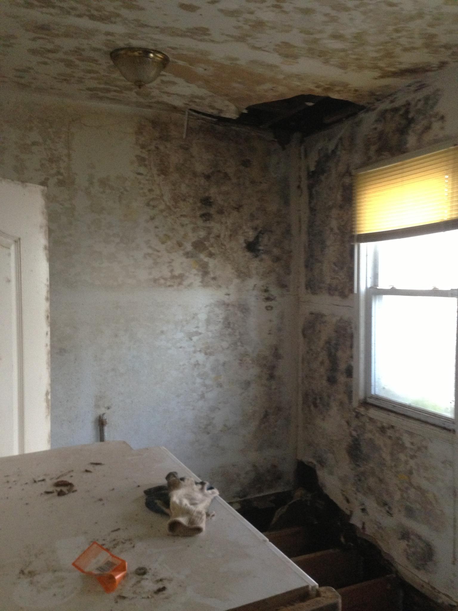 Mold Removal