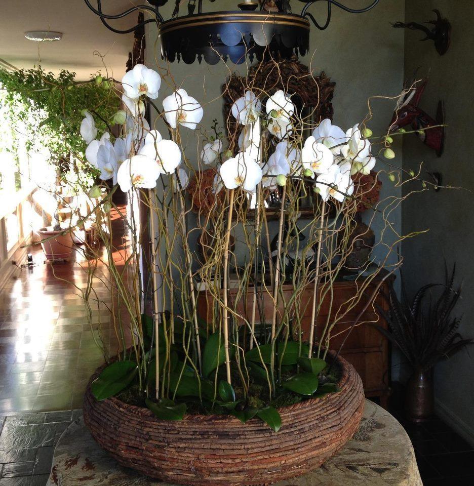 Orchids!