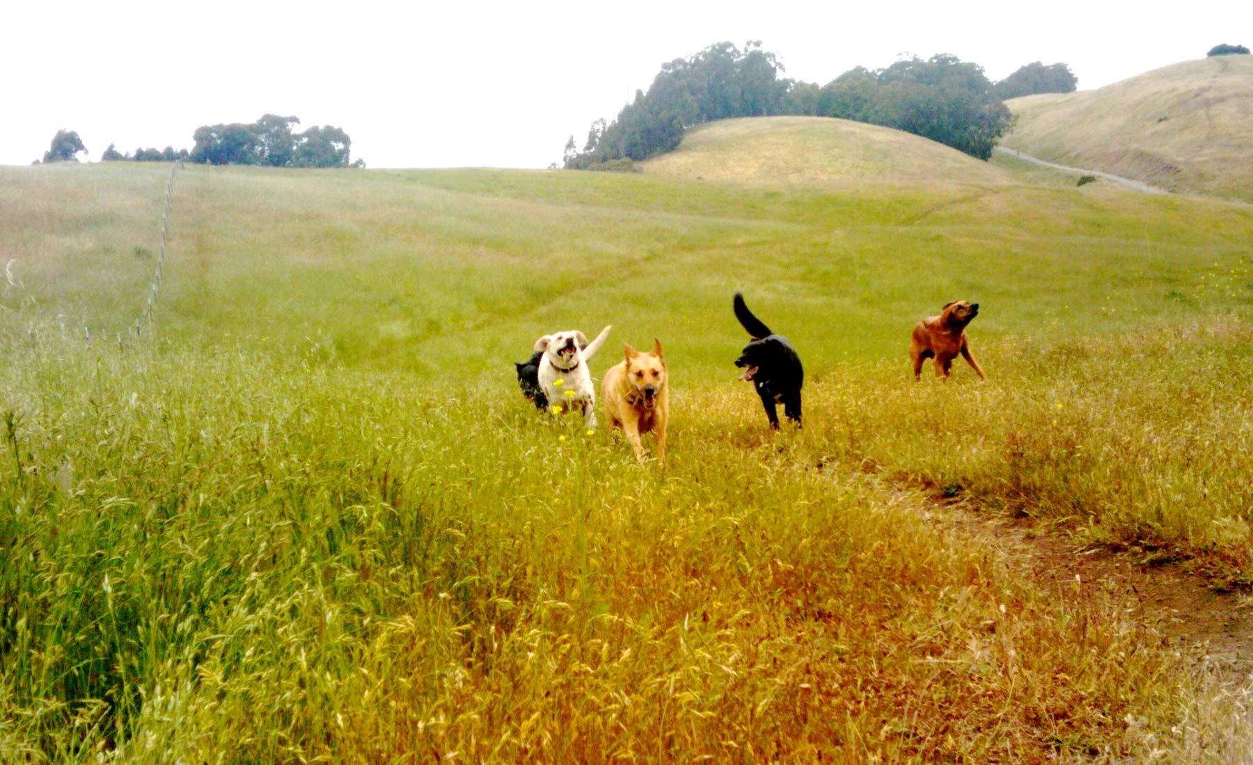 Action Dog! East Bay Dog Walking