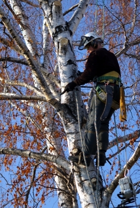 tree trimmer