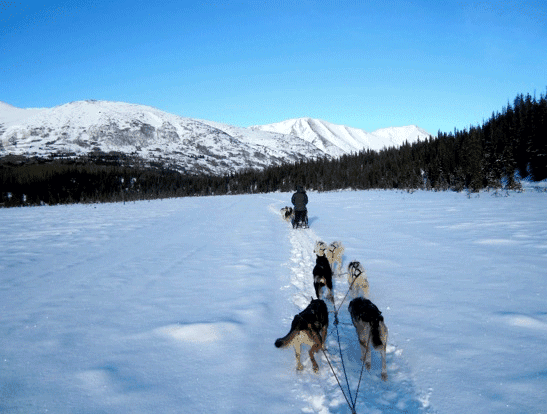 Seavey's Ididaride Sled Dog Tours - Winter tour