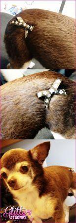 Glitter Groomer Las Vegas, Henderson Dog Groomer LOVES bows!