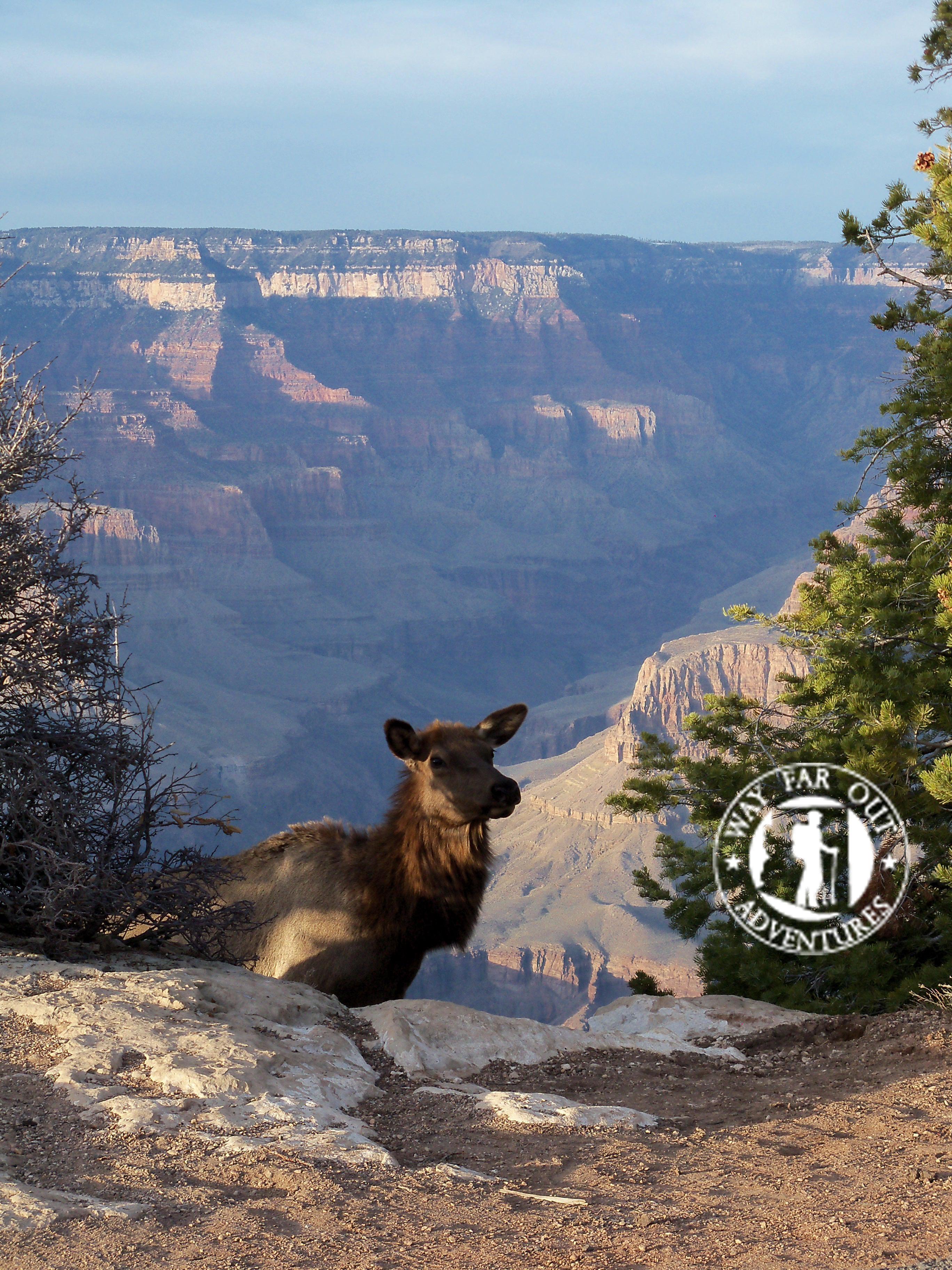 Come and get your amazing photo at Grand Canyon Nantional Park